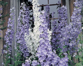 60+   CAMPANULA PYRAMIDALIS  MIX Chimney Bell  Perennial  Fragrant 4 -6 Ft Tall Flower Seeds