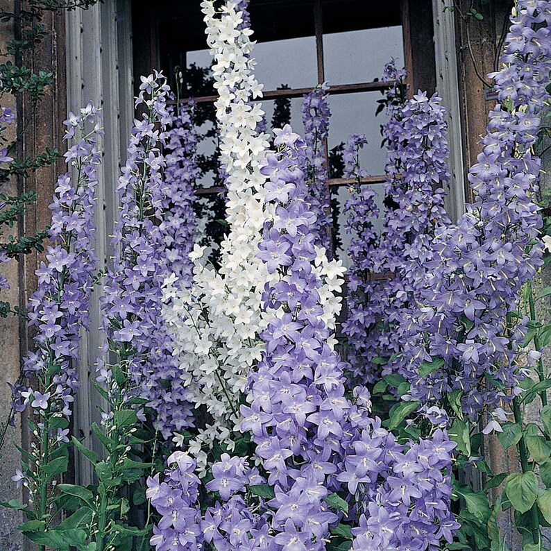 60 CAMPANULA PYRAMIDALIS MIX Chimney Bell Perennial Fragrant 4 6 Ft Tall Flower Seeds image 1