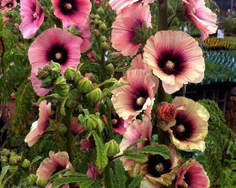 8+  HOLLYHOCK HALO APRICOT Special Bred / Rabbit & Deer Resistant Perennial Flower Seeds