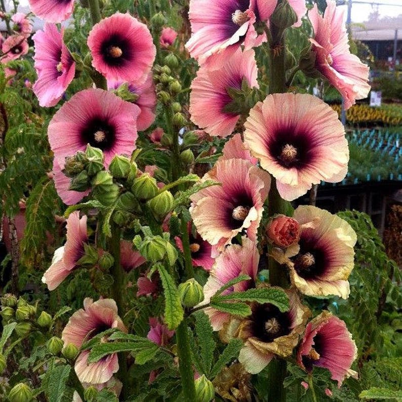 8 HOLLYHOCK HALO APRICOT Special Bred / Rabbit & Deer Resistant Perennial Flower Seeds image 1