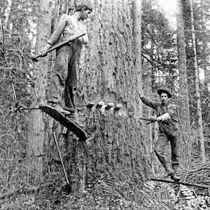 Two Loggers with Springboards, Oregon Vintage Old Retro Photograph  INSTANT Download - - Historic Scene --