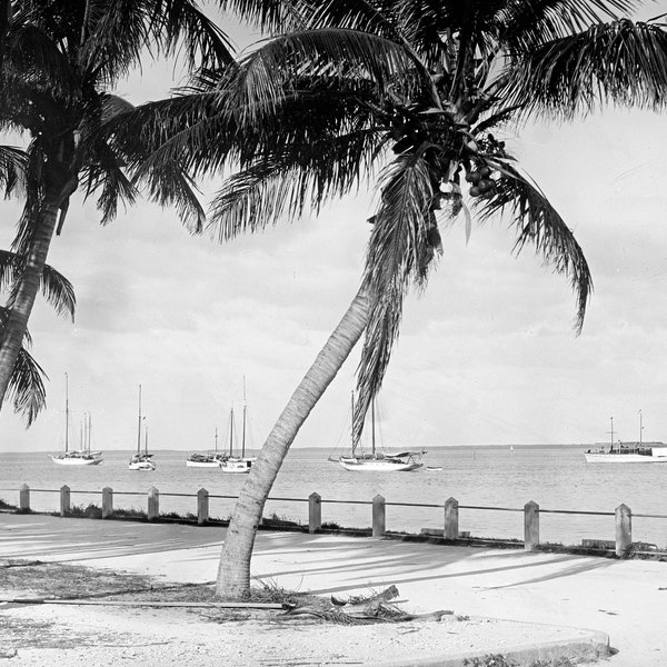 1910 Biscayne Bay, Miami, Florida Printable Vintage Old Retro Photograph  INSTANT Download