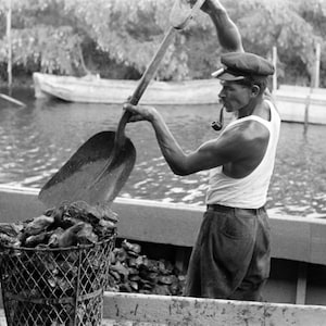 1938 Unloading Oysters, Olga, Louisiana Vintage Photograph 8.5&quot; x 11&quot; Art Print - - Historic Scene --