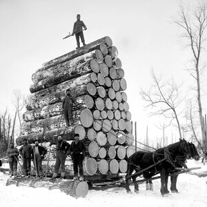 May include: A black and white photo of a large pile of logs stacked high in a snowy forest. A team of men stand around the base of the pile, while one man stands on top of the pile, holding a long pole. A horse-drawn wagon is in the foreground, ready to transport the logs.