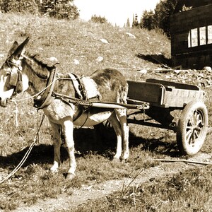 May include: A gray donkey pulling a wooden cart with a single wheel. The donkey is harnessed and has a rope attached to its head. The cart is on a dirt path and there is a wooden building in the background.