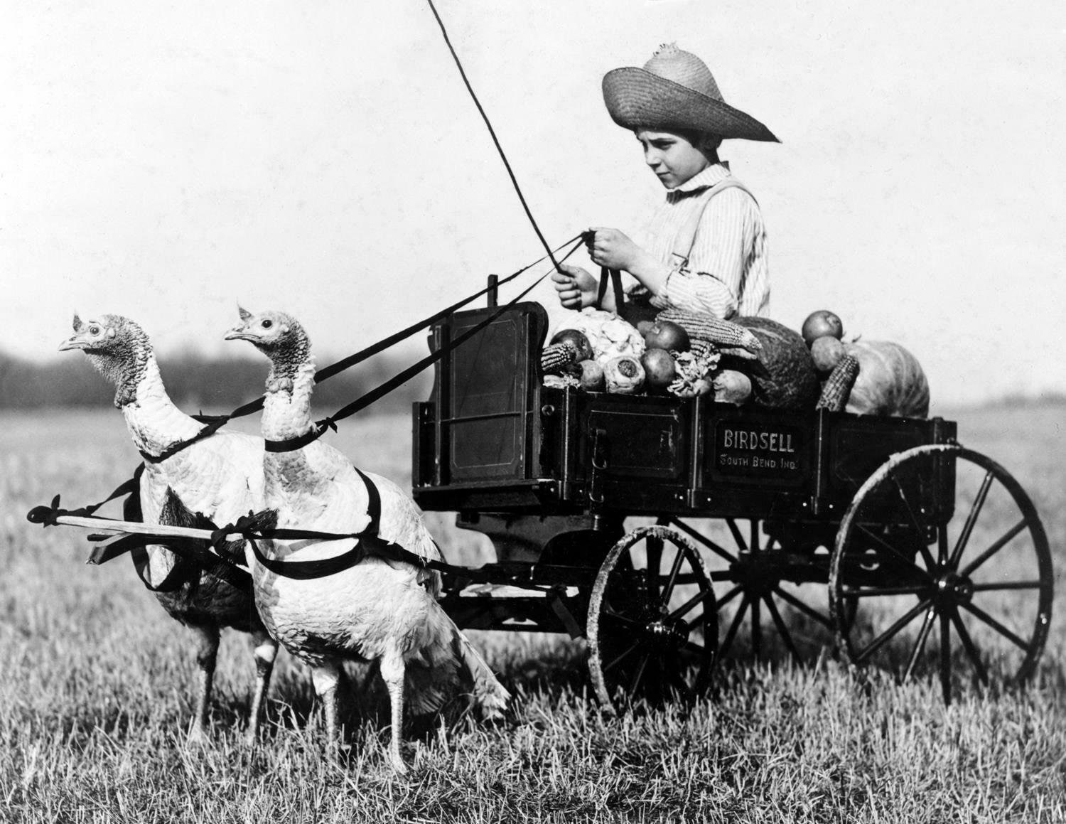 198-B 1909 Boy in a Turkey-Drawn Wagon Unusual Photo 