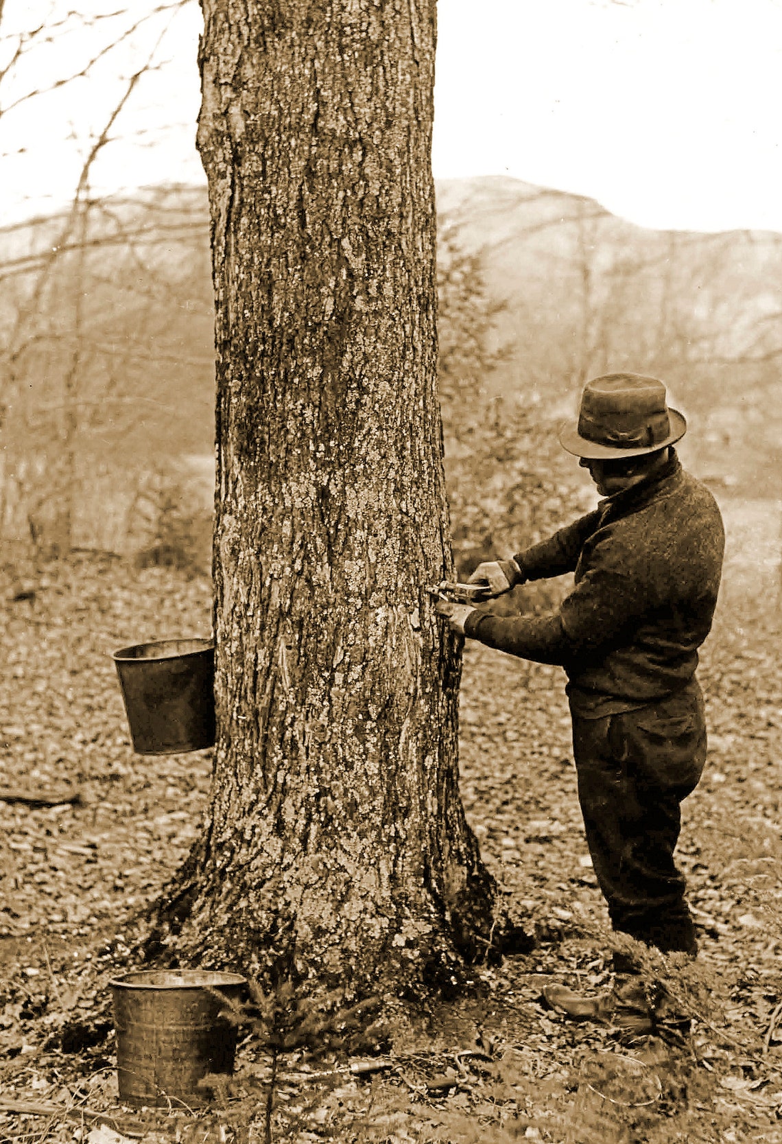 1938 Tapping Sugar Maple Tree, Vermont Old Vintage Photo 13 X 19 Art
