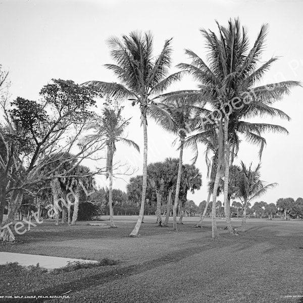 1910 Golf Links, Palm Beach, Florida Vintage Old Photo Art Print