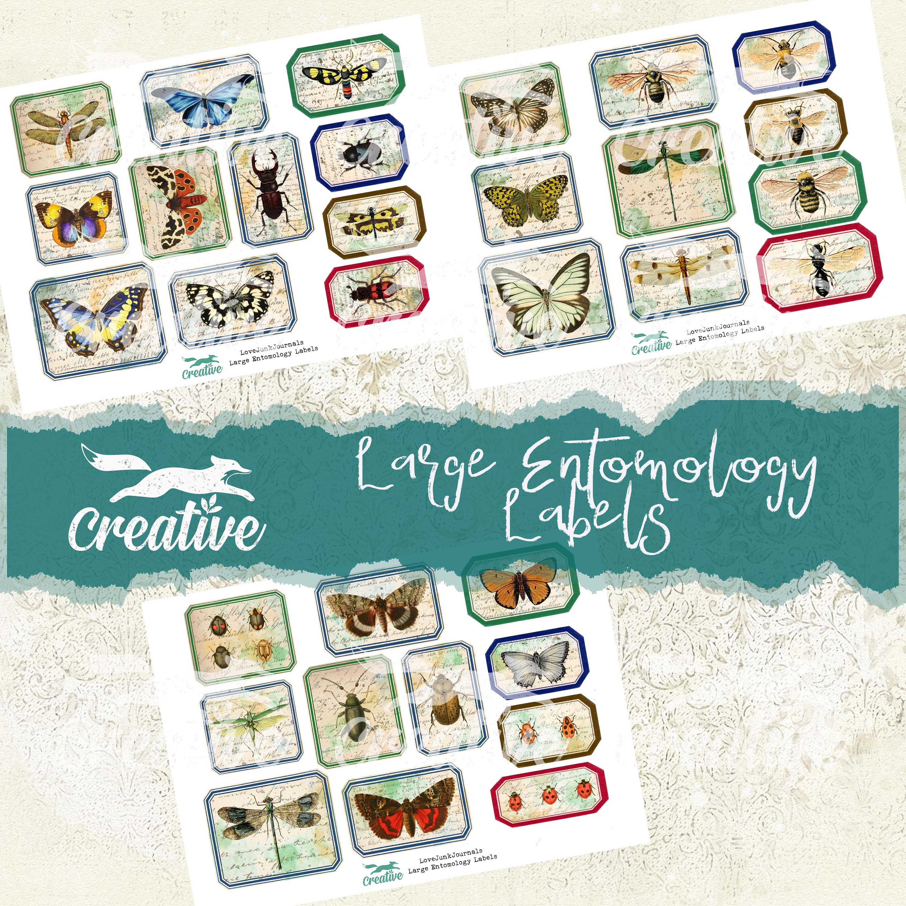 Large Entomology Labels Digital Label Kit DIGI21 35 Etsy UK