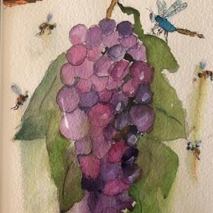 Concorde Grapes - Watercolor Painting