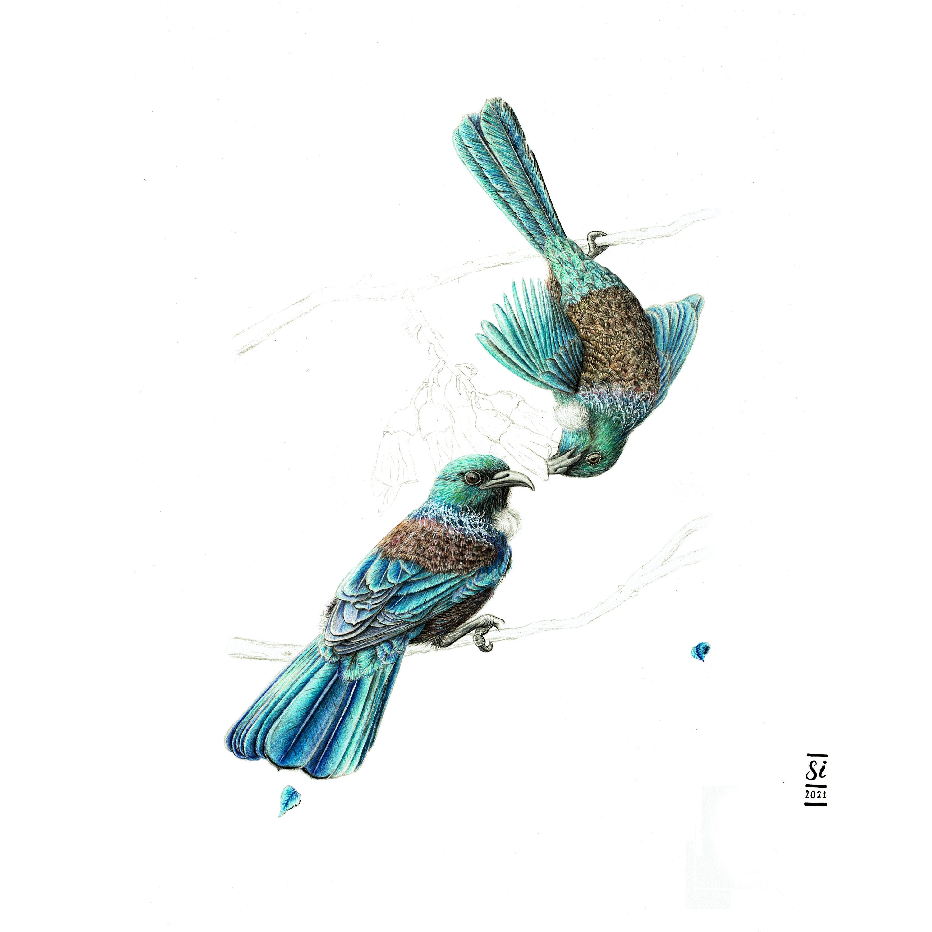 Tui bird art - Etsy 日本
