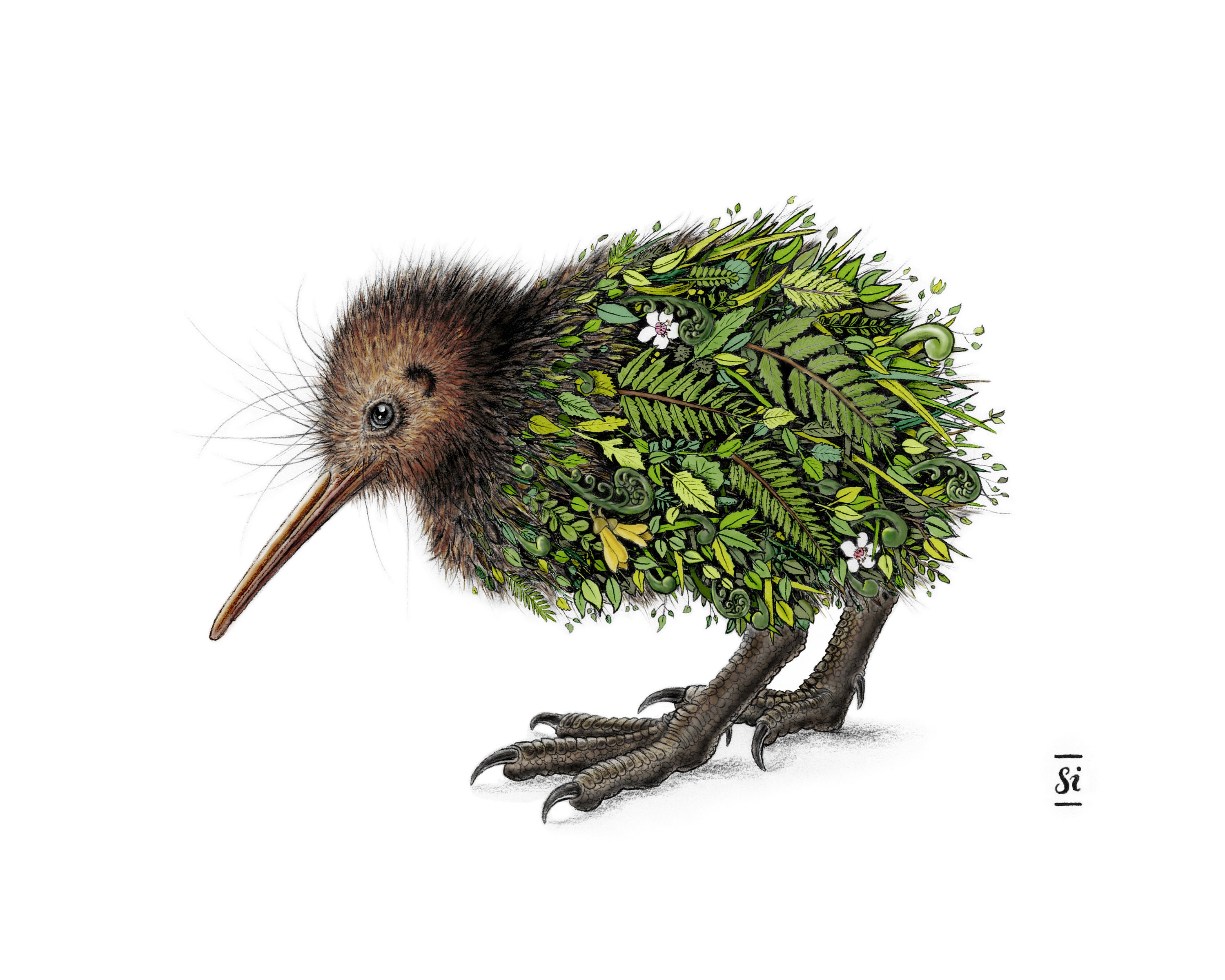  Foto zu Kiwi Whenua - Coloured - Etsy Australia 