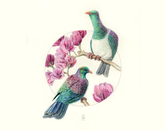 Kererū Magnolia