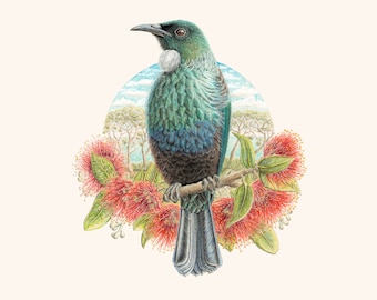 Pohutukawa Tui