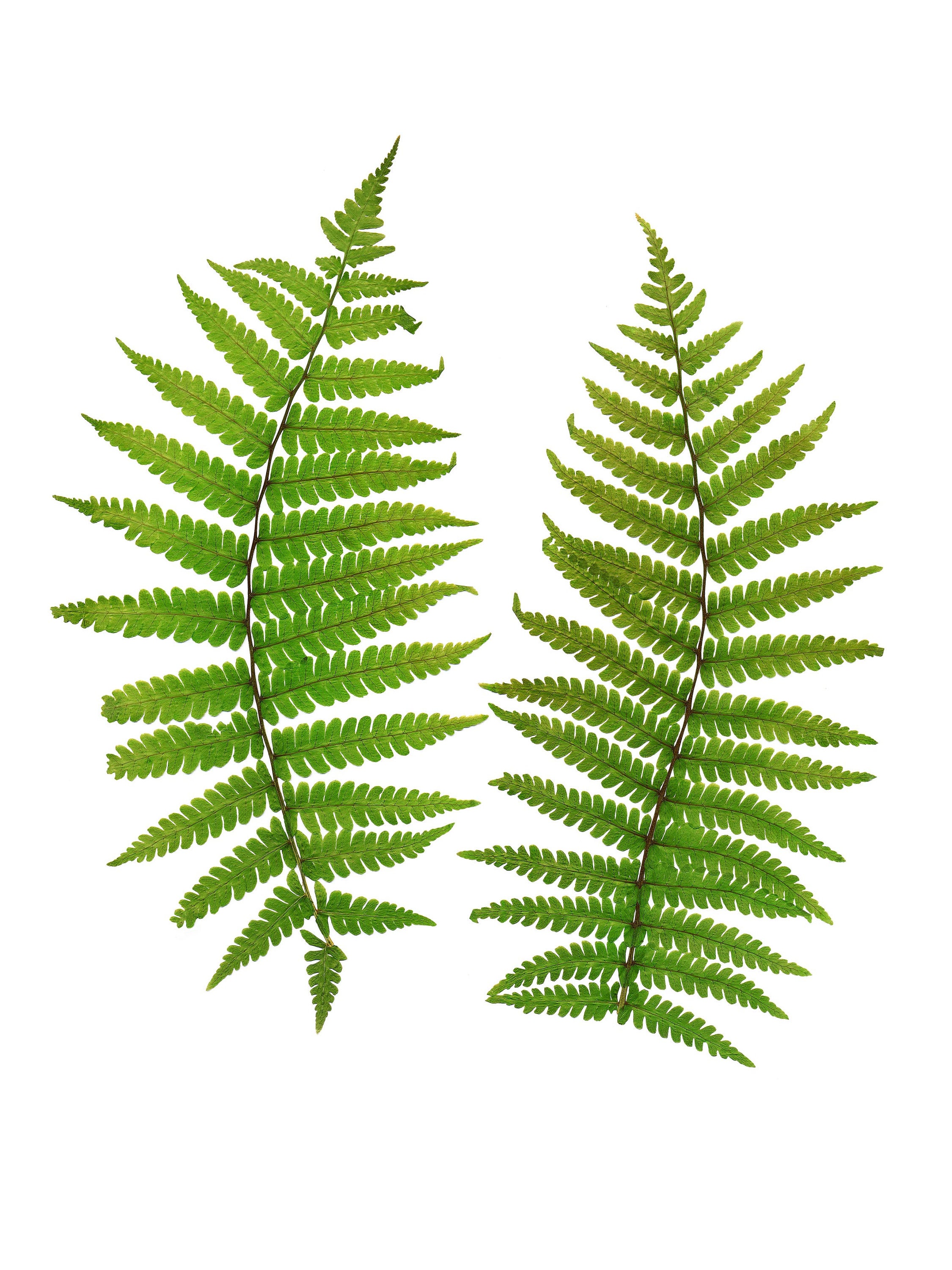 Fern Leaves Print Fern Poster Herbarium Framed Fern Print | Etsy