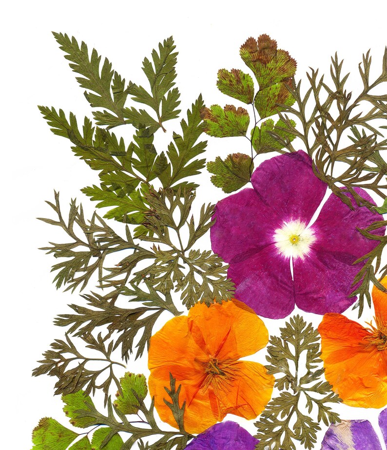 california poppy dried flowers art pressed flowers print