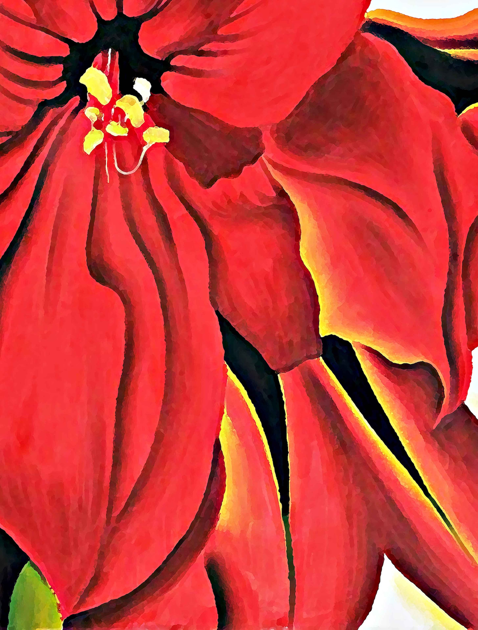 O'keeffe Red Amaryllis Art Print Enlarged Flowers Etsy
