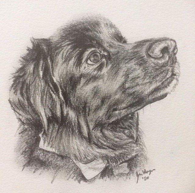 Custom Graphite Pet Portrait Single Subject Dog Portrait Etsy UK