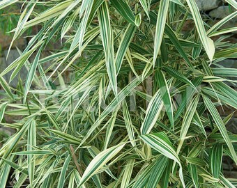 This Item Is Unavailable Etsy