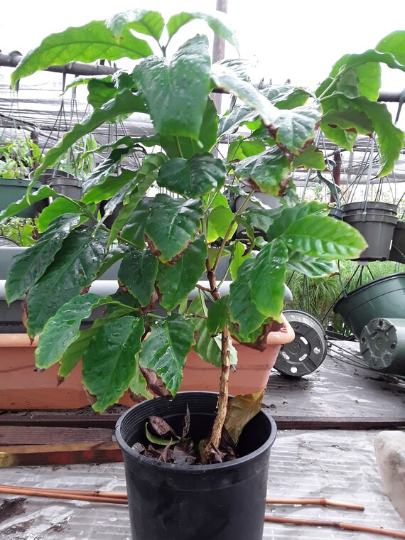 Arabica Coffee Plant Care - Gardinen Ideen