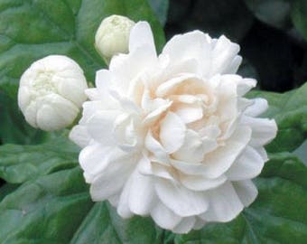 Jasmine ‘Grand Duke of Tuscany’ - 1 Starter Plant - 6" to 10" Tall - Ship in 1 Gal Pot