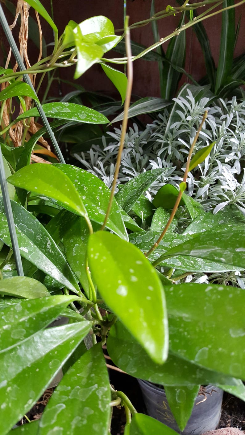1 Starter Plants Ship in 3 Pot Hoya pubicalyx Silver Pink 8 Tall