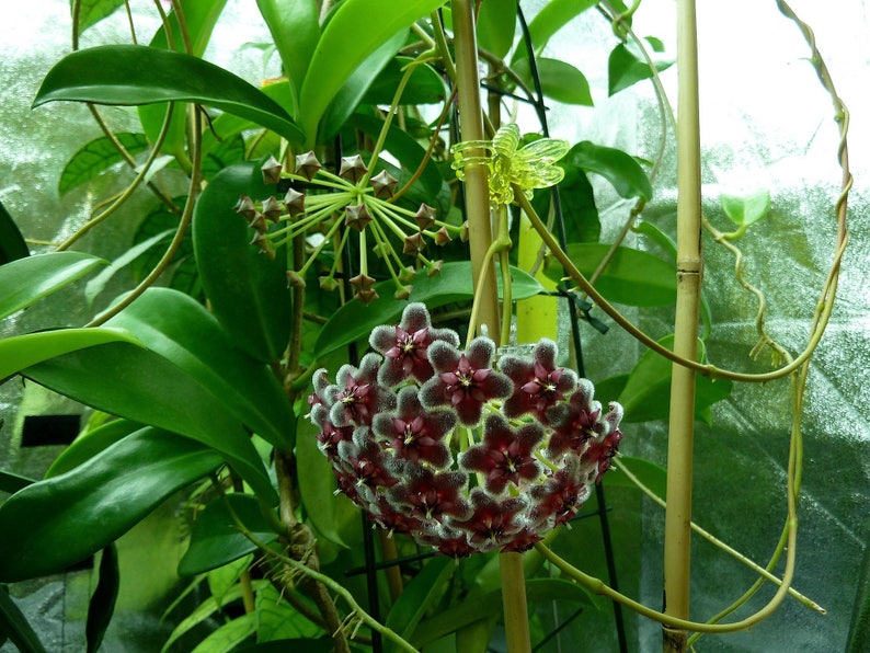 1 Starter Plants Ship in 3 Pot Hoya pubicalyx Silver Pink 8 Tall