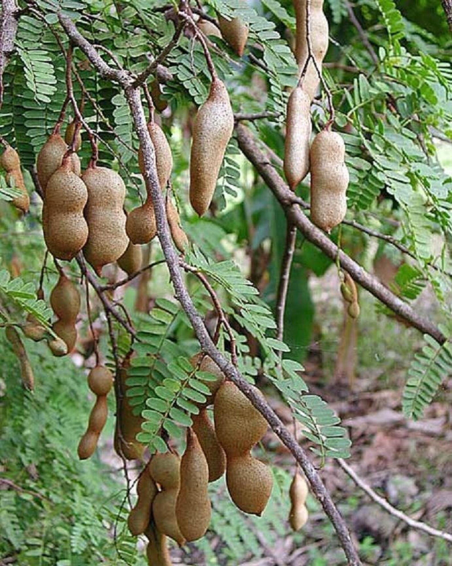 Tamarind Tamarindus indica Me Thailand 1 Feet Tall Etsy
