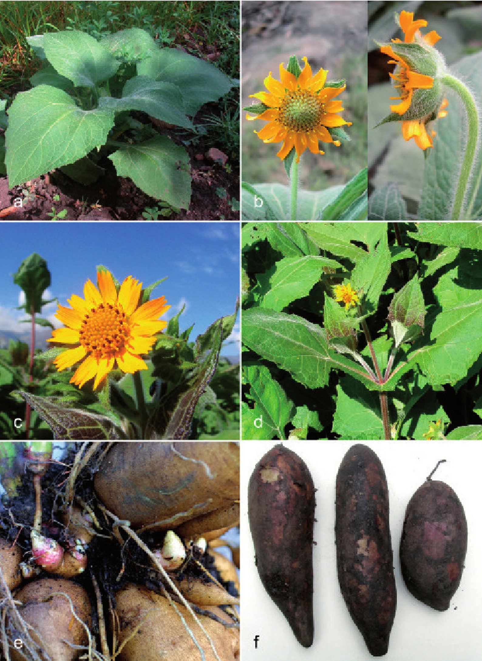 Yacon Smallanthus sonchifolius 1 Plants 1 Feet Tall Etsy