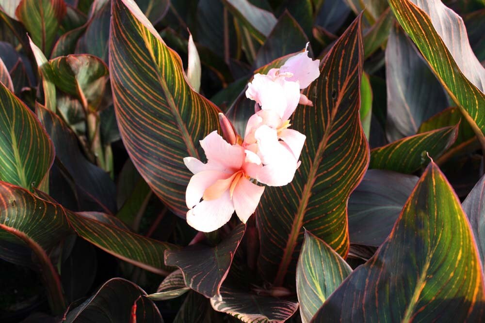 Canna 'Pink Sunburst' 1 Plants 1 Feet Fall Etsy