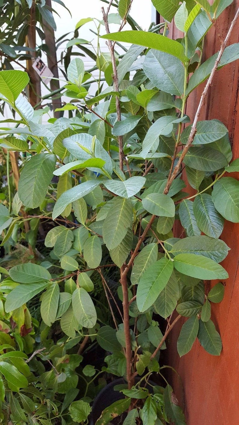 Ship in 3 Gal Pot Guava White Flesh 4 Feet Tall