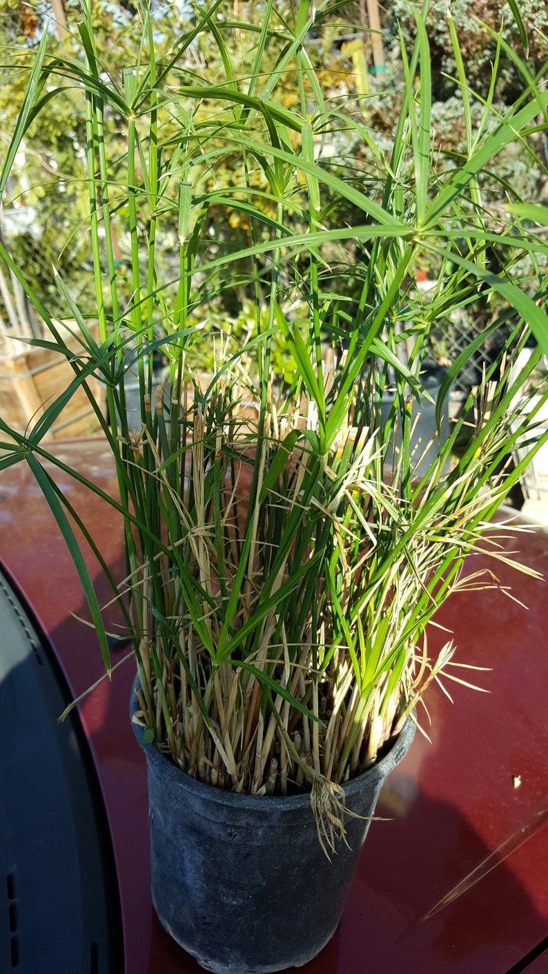 Dwarf Umbrella Palm 1 Feet Tall Ship in 6 Pot Etsy