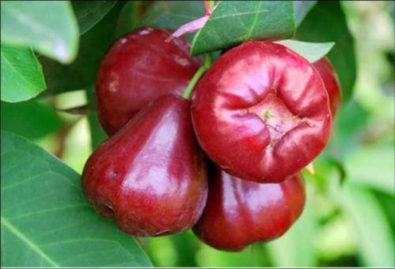 Taiwan Black Dinamond Wax Apple Fruit Tree 3 to 4 Feet image 0.