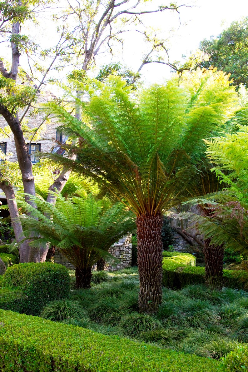 Ship in 3 Gal Pot 2 Feet Tall 1 Plants Tasmanian Tree Fern Dicksonia antarctica