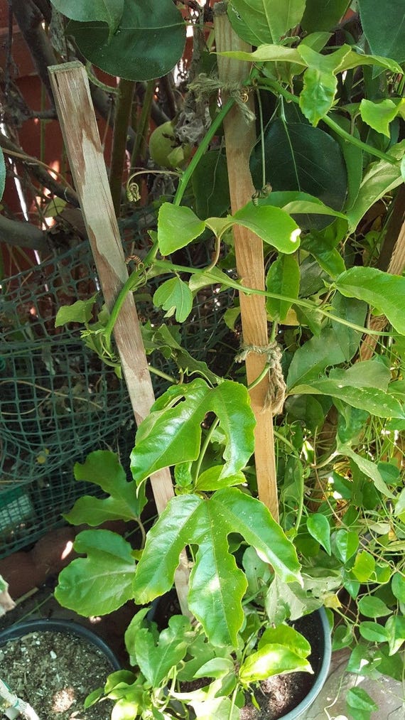 Passion fruit tree in pot