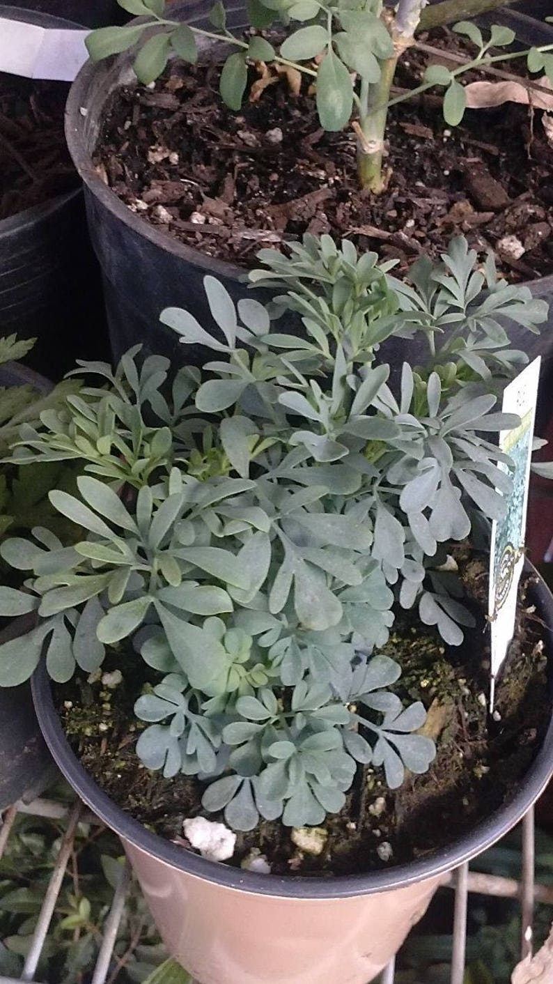 Ruda Plant Common Rue Herb of Grace Ship in 3 Tall Pot Ruta graveolens