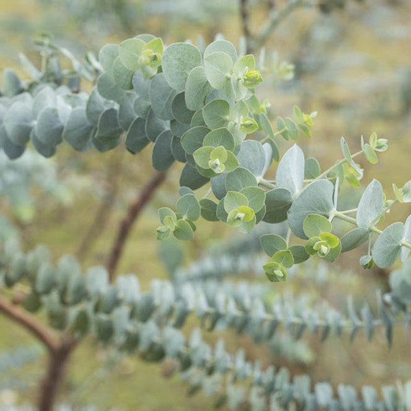 Eucalyptus pulverulenta 'Baby Blue' (Florist Silver Dollar)   - 1  Starter Plant - 4"Tall - Ship in 3" Pot
