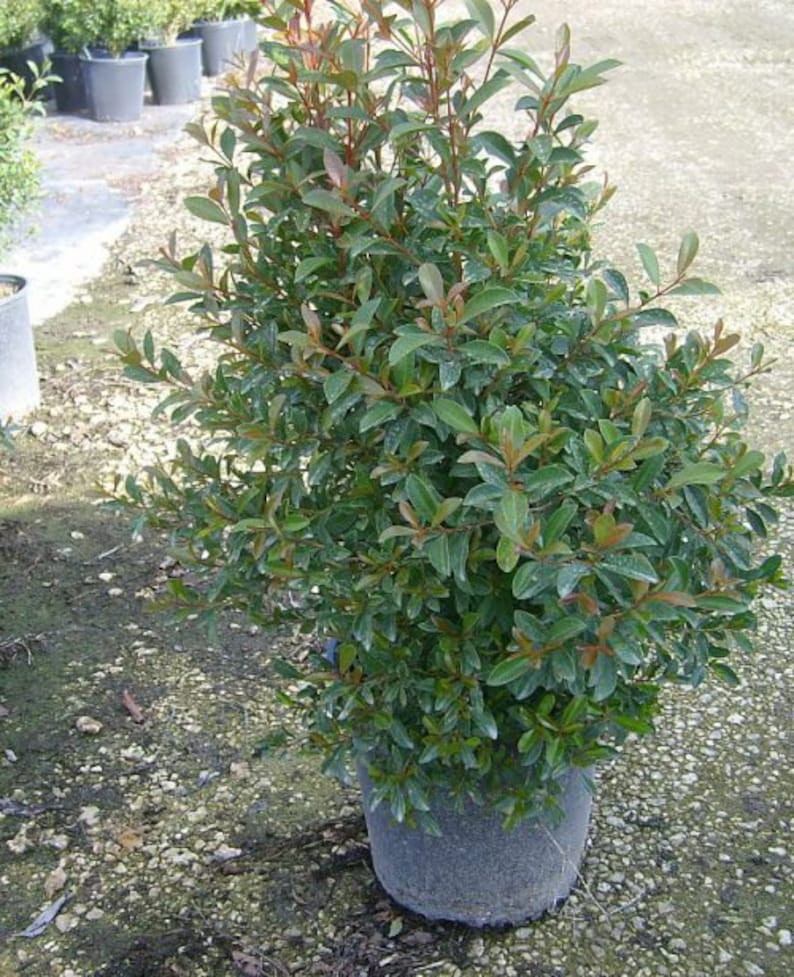 Ship in 1 Gal Pot Great For Bonsai 2 Feet Tall Dwarf Brush Cherry- Eugenia myrtifolia Compacta