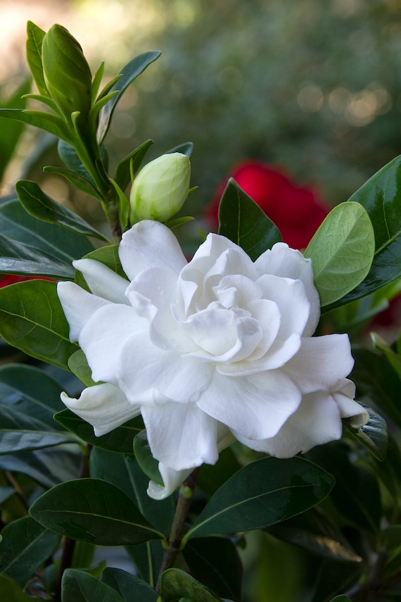 Everblooming Gardenia Gardenia jasminoides \u0027Veitchii\u0027, 1 Plant , 1 Feet Tall , Ship in 1 gal Pot