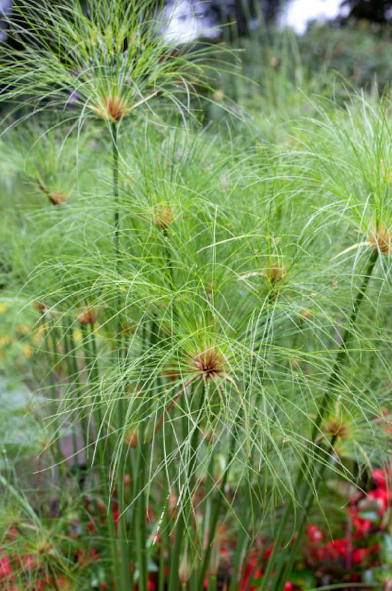Ship in 1 gal Pot 1 Plants 1 feet Long Dwarf Papyrus Cyperus papyrus /'Dwarf Form/'