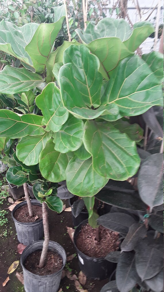 10/" Pot Ficus lyrata Live Tropical House Plant Tree 3 Gal Fiddle Fig