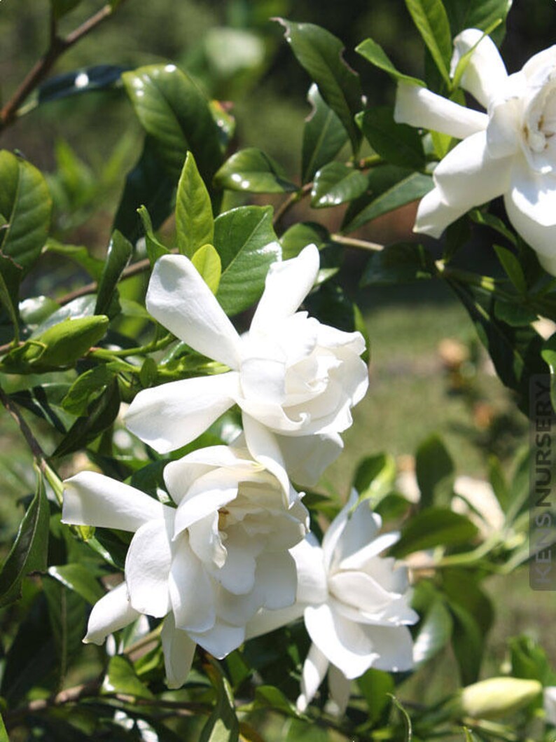 Gardenia jasminoides Veitchii 1 Plants 1 Feet Etsy