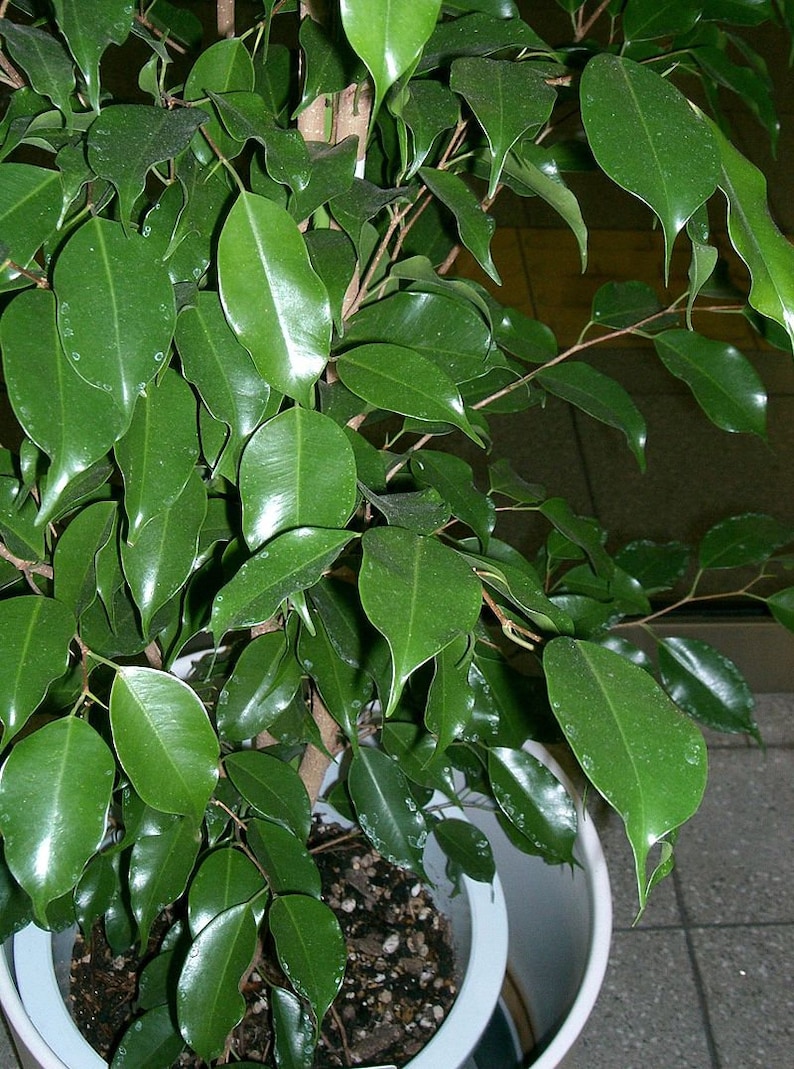 2 Feet Tall 1 Plant Ficus benjamina Ship in 1 gal Pot