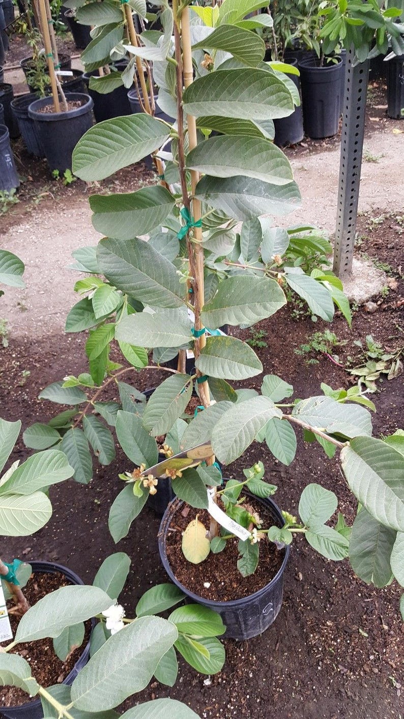 South Africa Guava Red Flesh 1 Grafted Tree Ship in 3 Gal Pot 3 Feet Tall
