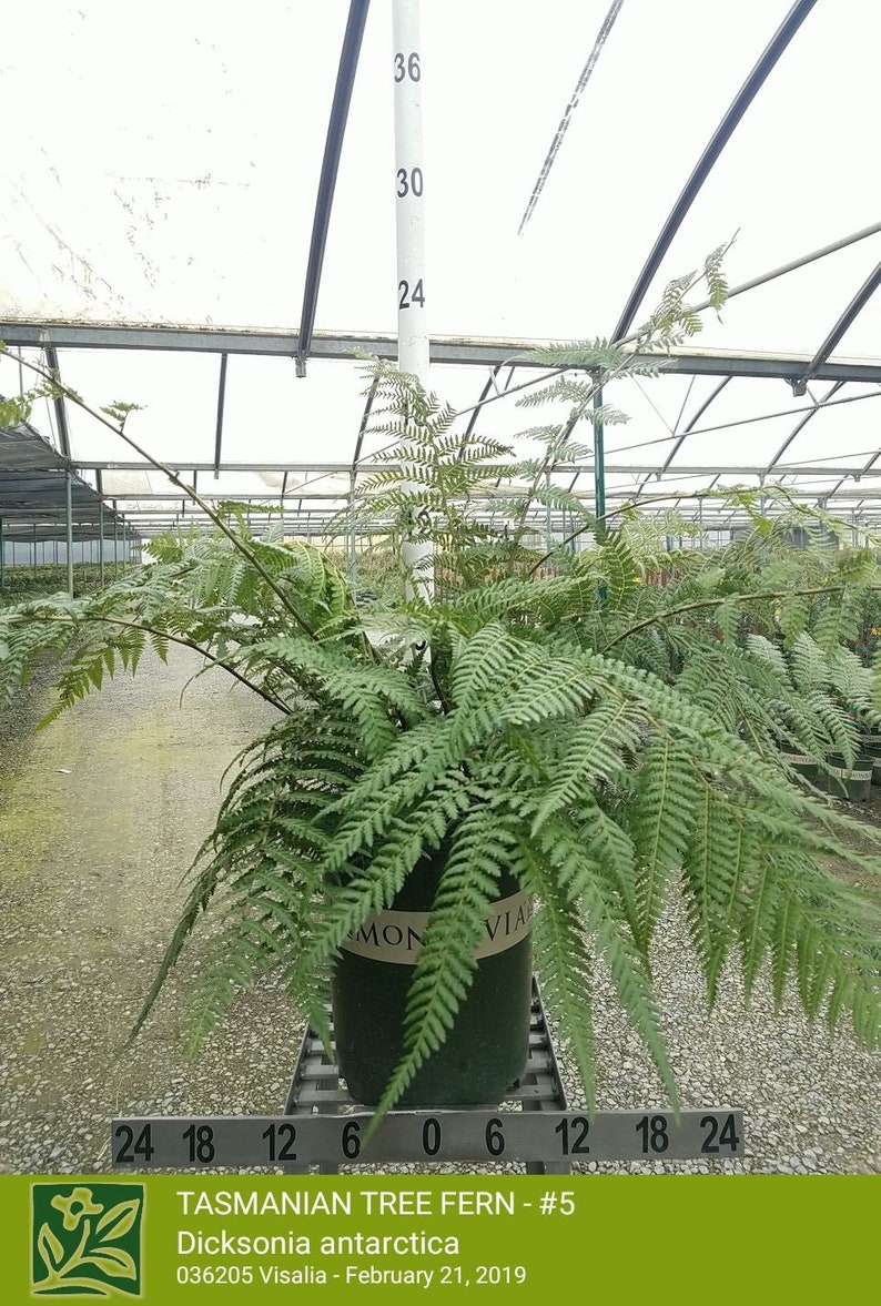 Ship in 3 Gal Pot 2 Feet Tall 1 Plants Tasmanian Tree Fern Dicksonia antarctica