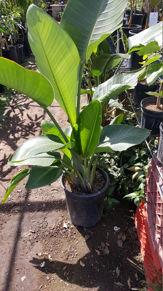 Géant Blanc Oiseau De Paradis Strelitzia Nicolai 3 Pieds De Hauteur Plusieurs Troncs Navire En Pot De 3 Gal