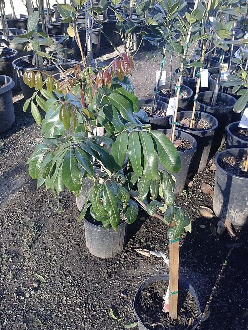 Green Dinamond Wax Apple Airlayer Tree 2 to 3 Feet Tall