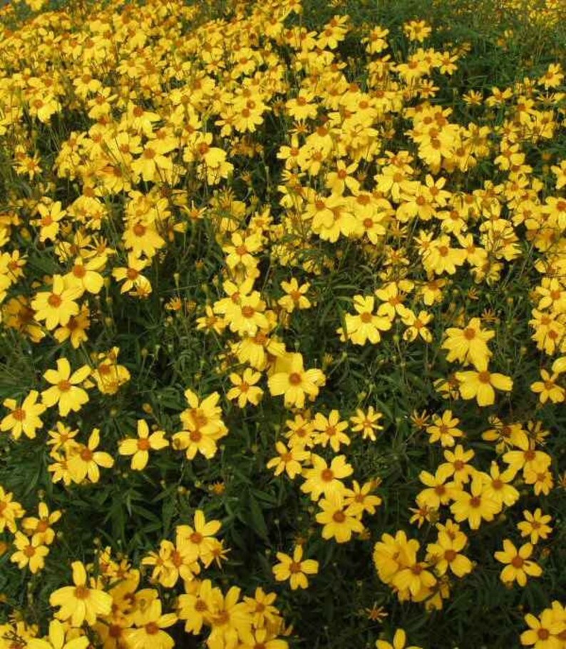 Tagetes lemmonii Mexican Marigold Ship in 1 gal Pot - 1 Feet