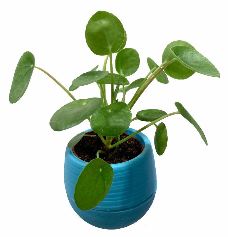 Peperomia Pilea Chinese Money Plant 3 Tall Ship Etsy