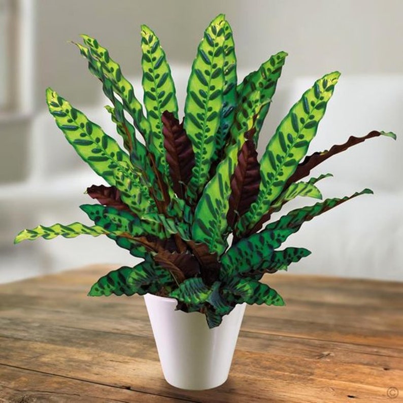 Calathea Rattlesnake 1 Plants 6 to 8 Long Etsy